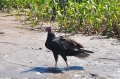 costa rica wildlife, pacific-108